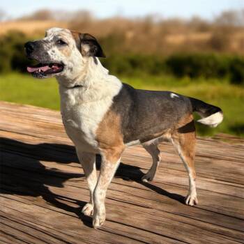 Australian Cattle Dog Blue Heeler Dogs Available for Adoption - Trigg | PetCurious