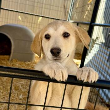 Rescue Mixed Breed Dogs for Adoption in Moab, Utah - Stocking | PetCurious