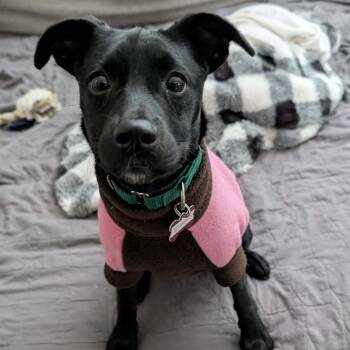 Mountain Cur Dogs Available for Adoption - Starling Songbird | PetCurious