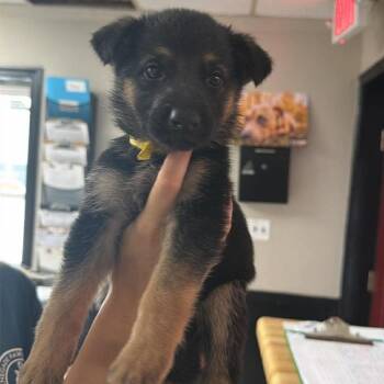 German Shepherd Dog and Mixed Breed Dogs Available for Adoption in Savannah, Georgia - JT Litter #4 | PetCurious