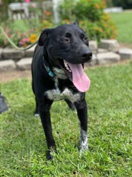 Buddy (Spud) -  Labrador Retriever and Cattle Dog Dog for Adoption in Saint Francisville, Louisiana - Buddy (Spud) | PetCurious