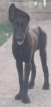 KAOS -  Mixed Breed Dog for Adoption in Dallas, Texas - KAOS | PetCurious