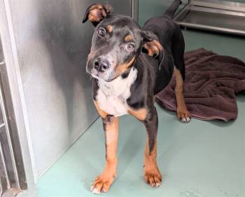 Rescue Doberman Pinscher and Mixed Breed Dogs for Adoption in Moreno Valley, California - SNICKERS | PetCurious