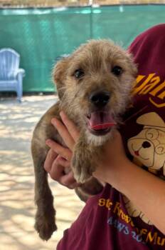Murray -  Terrier Dog for Adoption in Baton Rouge, Louisiana - Murray | PetCurious