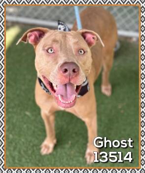 Rescue Pit Bull Terrier Dogs for Adoption in Marietta, Georgia - GHOST (also See EXSO) | PetCurious