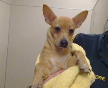 Rescue Chihuahua Dogs for Adoption in Sacramento, California - PARSLEY | PetCurious