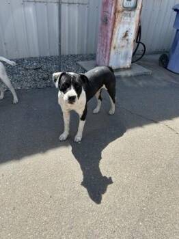 Harvey -  Pit Bull Terrier and Mixed Breed Dog for Adoption in Fresno, California - Harvey | PetCurious