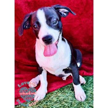 Molly Mae Litter -  Chihuahua and Terrier Dog for Adoption in Inglewood, California - Molly Mae Litter | PetCurious