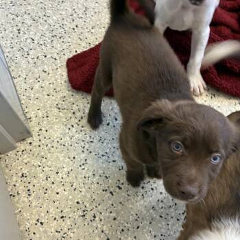 Reese -  Retriever and Mixed Breed Dog for Adoption in Muncie, Indiana - Reese | PetCurious