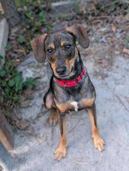 American Foxhound and German Shepherd Dog Dogs Available for Adoption in Bloomingdale, Georgia - Moss | PetCurious