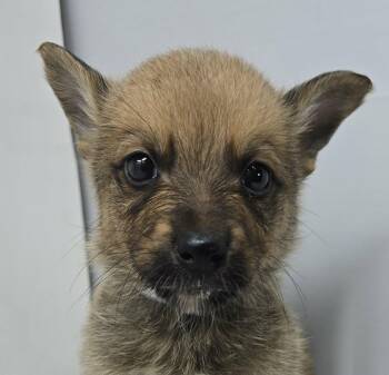 Australian Kelpie Dogs Available for Adoption in Newport, Tennessee - Ghostzapper | PetCurious