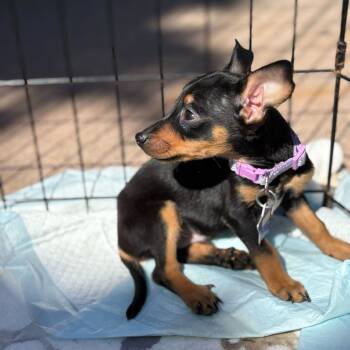 Rescue Chihuahua and Mixed Breed Dogs for Adoption in San Francisco, California - Detroit | PetCurious