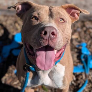 Terrier Dogs Available for Adoption - Chief | PetCurious