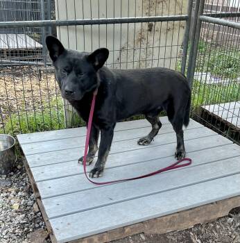 Mixed Breed Dogs Available for Adoption in Chamblee, Georgia - Chow Mein - IN FOSTER | PetCurious