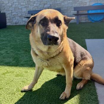 German Shepherd Dog Dogs Available for Adoption in Matteson, Illinois - Elolame | PetCurious