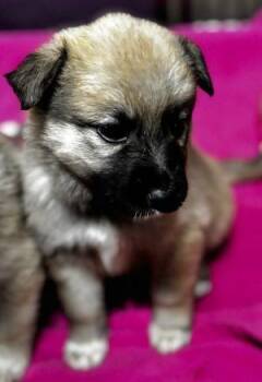 Great Pyrenees Dogs Available for Adoption in Newburg, Missouri - Pauly | PetCurious