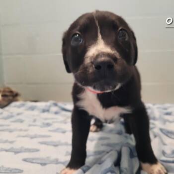 Catahoula Leopard Dog and Mixed Breed Dogs Available for Adoption - Oreo 6392 | PetCurious