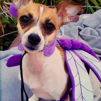 Rescue Chihuahua Dogs for Adoption in Murphys, California - Sassy | PetCurious