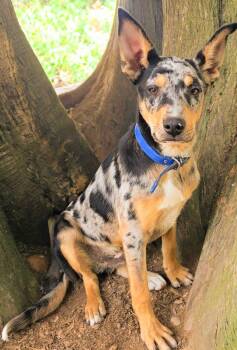 Pongo -  Catahoula Leopard Dog and Australian Cattle Dog Blue Heeler Dog for Adoption in Harlingen, Texas - Pongo | PetCurious