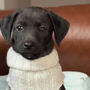 Dachshund Dogs Available for Adoption - Willow | PetCurious