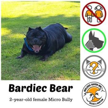 BARDIEC BEAR -  English Bulldog Dog for Adoption in Bonney Lake, Washington - BARDIEC BEAR | PetCurious