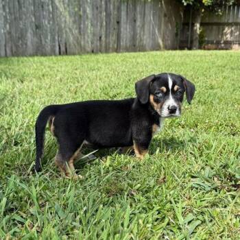Shooting Star -  Labrador Retriever and Terrier Dog for Adoption in Carencro, Louisiana - Shooting Star | PetCurious