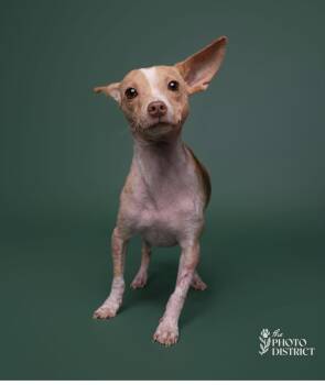 Rescue Chihuahua Dogs for Adoption - Regan | PetCurious