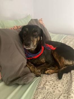 Rescue Coonhound Dogs for Adoption in Rochester, New York - Ellie | PetCurious