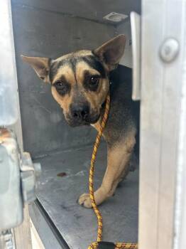 Pit Bull Terrier and Mixed Breed Dogs Available for Adoption in Conroe, Texas - A427443 | PetCurious