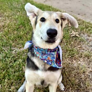Rescue German Shepherd Dog and Corgi Dogs for Adoption in Houston, Texas - Gracie | PetCurious