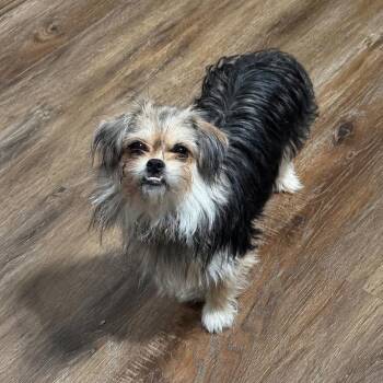 Lady -  Shih Tzu and Mixed Breed Dog for Adoption in Baton Rouge, Louisiana - Lady | PetCurious