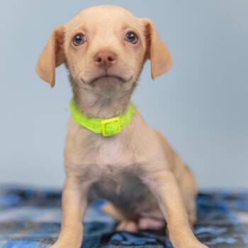 Chocolate Sauce -  Chihuahua Dog for Adoption in Portland, Oregon - Chocolate Sauce | PetCurious