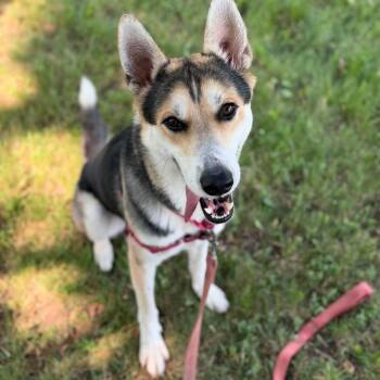 Porter -  Mixed Breed Dog for Adoption in Oshkosh, Wisconsin - Porter | PetCurious