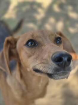 Rescue Hound Dogs for Adoption in Dover, Arkansas - Kimmie | PetCurious