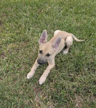 Petal -  German Shepherd Dog Dog for Adoption in The Woodlands, Texas - Petal | PetCurious
