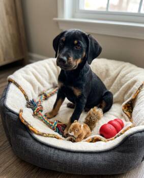 Mountain Dog Dogs Available for Adoption - **MICKEY** | PetCurious