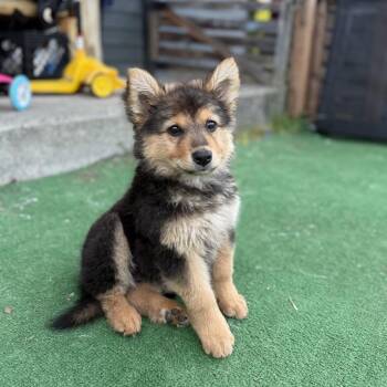 Pomeranian and Shepherd Dogs Available for Adoption in Ferndale, Washington - Johnny | PetCurious
