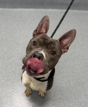 Pit Bull Terrier Dogs Available for Adoption in Indianapolis, Indiana - MCNUT | PetCurious