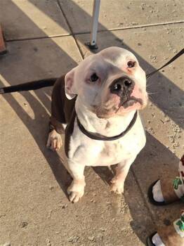 Mixed Breed Dogs Available for Adoption - BRUISER | PetCurious