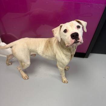 Snoop -  Mixed Breed Dog for Adoption in Ponca City, Oklahoma - Snoop | PetCurious