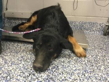 A1938703 -  Shepherd Dog for Adoption in Thousand Palms, California - A1938703 | PetCurious