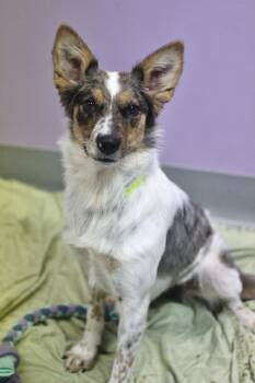 Spagnola in NH. Come Meet our Adoptable Dogs Wednesday-Saturday. -  Australian Shepherd Dog for Adoption in Manchester, New Hampshire - Spagnola In NH. Come Meet Our Adoptable Dogs Wednesday-Saturday. | PetCurious