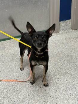 BLACKIE -  Chihuahua and Mixed Breed Dog for Adoption in Pasadena, Texas - BLACKIE | PetCurious