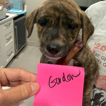 Gordon 22412 -  Labrador Retriever and Mixed Breed Dog for Adoption in Cumming, Georgia - Gordon 22412 | PetCurious