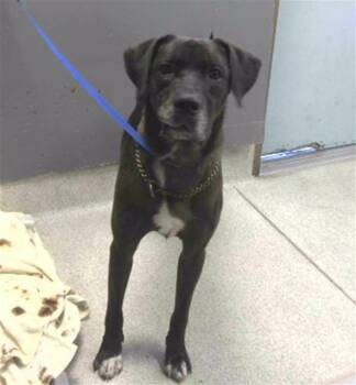 LOKI -  Labrador Retriever and Mixed Breed Dog for Adoption in Tallahassee, Florida - LOKI | PetCurious