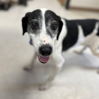 Apple Jacks -  Hound Dog for Adoption in Jacksboro, Tennessee - Apple Jacks | PetCurious