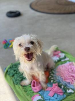 Maltese Dogs Available for Adoption in Union Grove, Wisconsin - Sophie | PetCurious