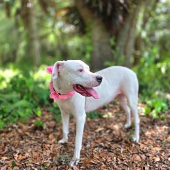 Mama Goose -  Mixed Breed Dog for Adoption in Port Charlotte, Florida - Mama Goose | PetCurious
