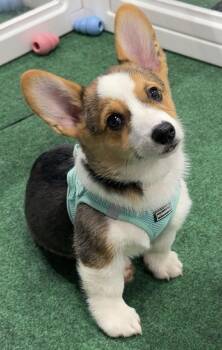 Burton -  Corgi Dog for Adoption in Alafaya, Florida - Burton | PetCurious