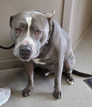 Pit Bull Terrier Dogs Available for Adoption in La Porte, Indiana - Earl | PetCurious